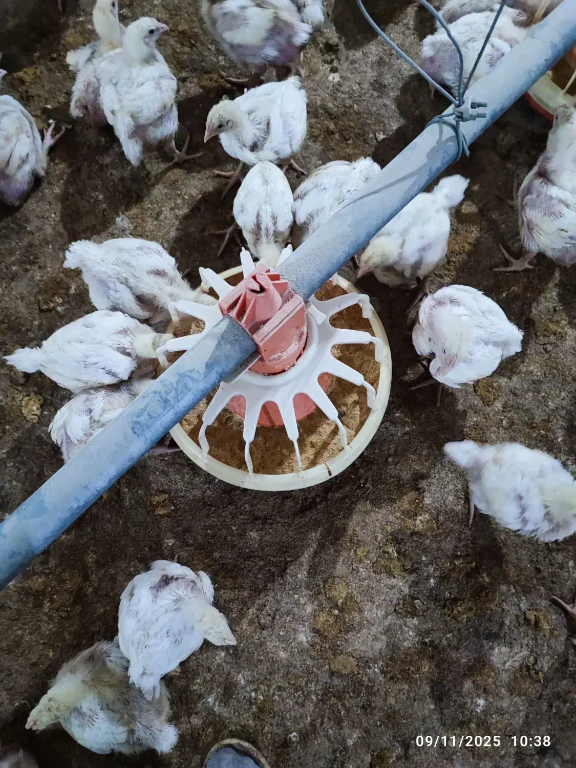 مرغداری گوشتی/نیرو کار /مرغداری|استخدام صنعتی، فنی، مهندسی|آزادشهر, |دیوار