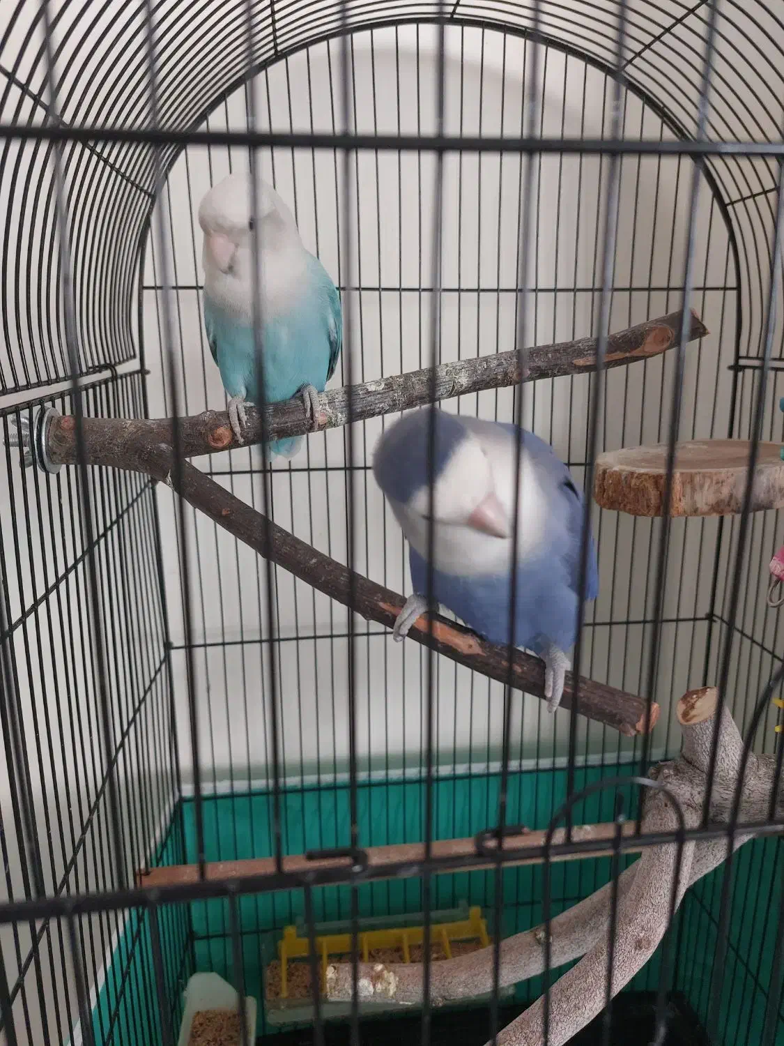 طوطی برزیلی|پرنده|کرج, مصباح|دیوار