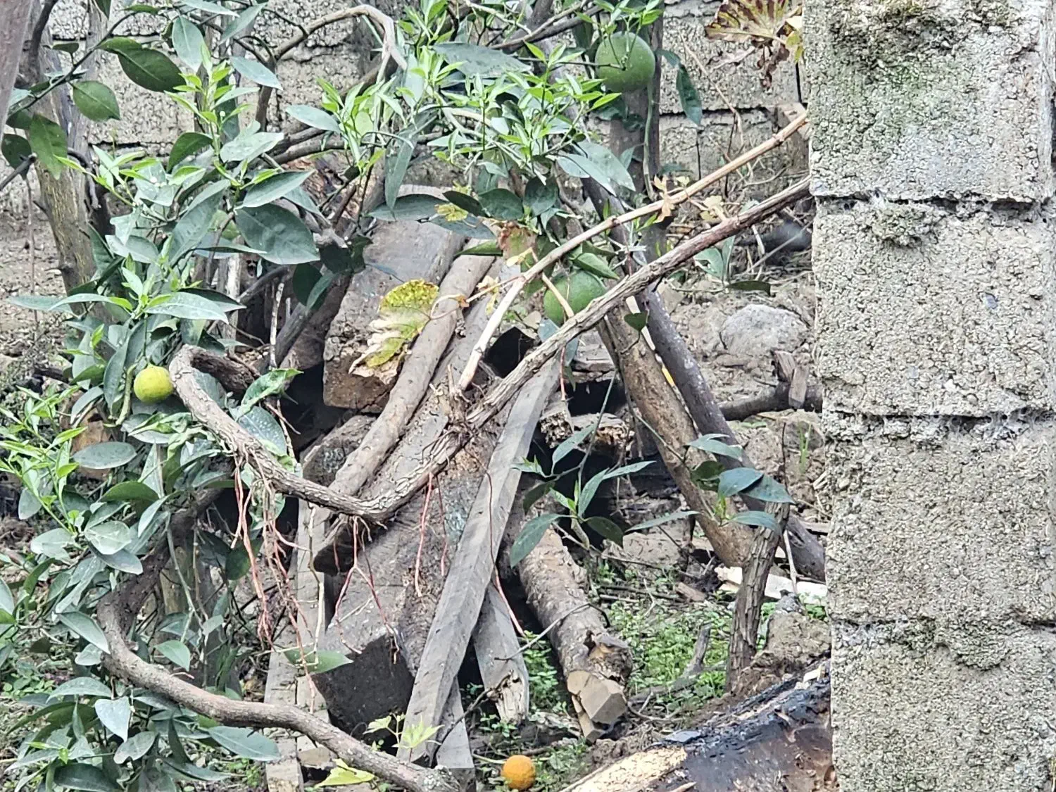 چوب سربندی طویله|مصالح و تجهیزات ساختمان|عباسآباد, |دیوار