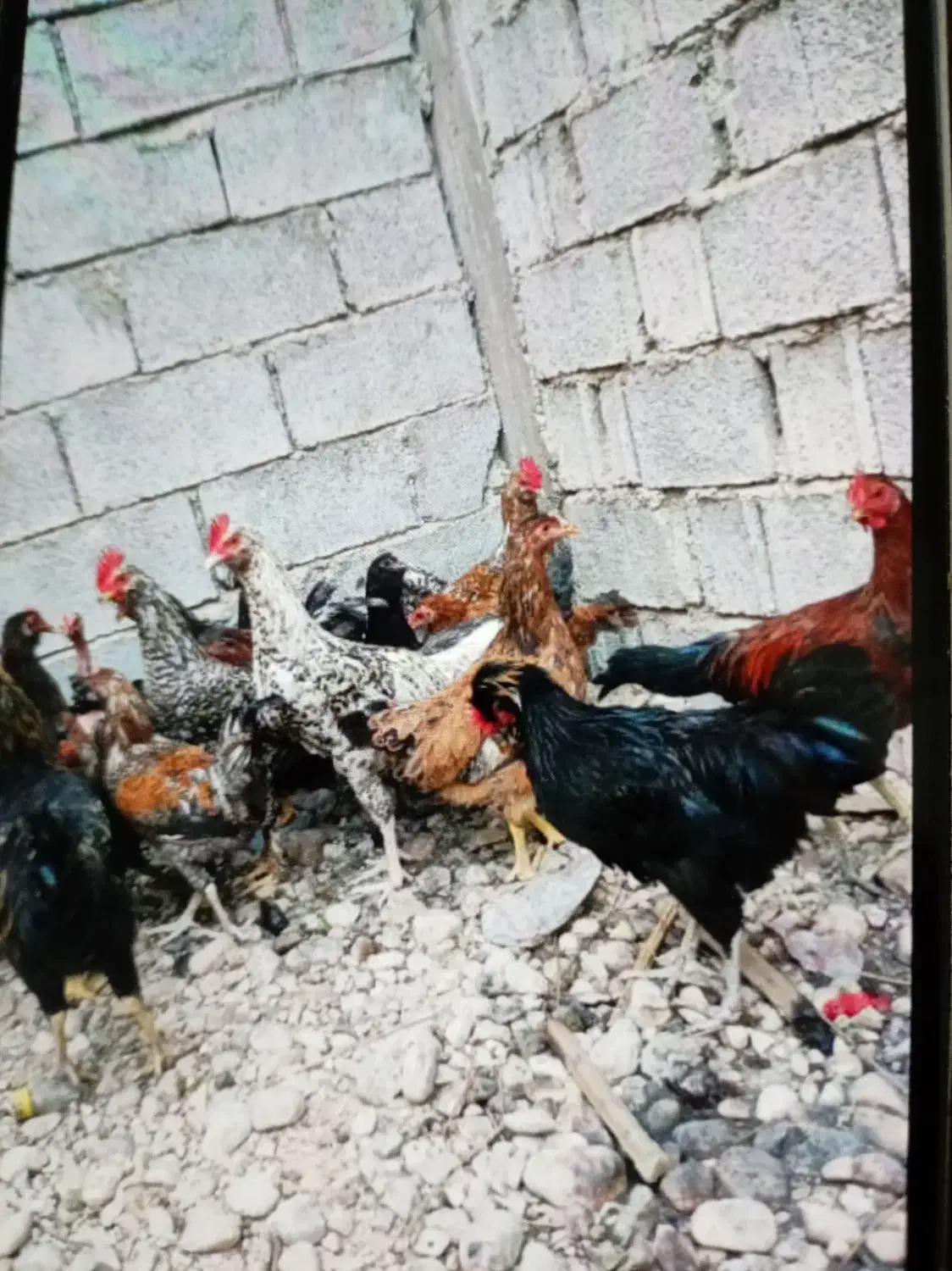 خروس محلی|حیوانات مزرعه|برازجان, |دیوار