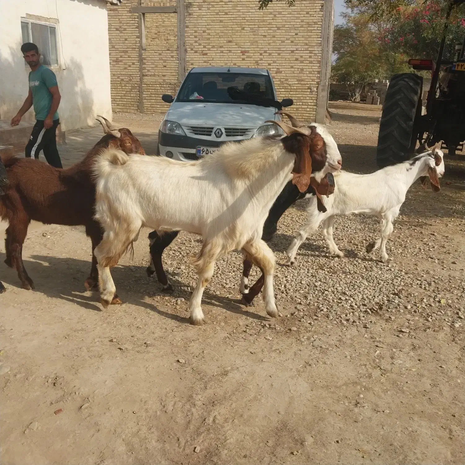 بز غاله نر ویک تکه تخمی داشتی وزن بالا|حیوانات مزرعه|گنبد کاووس, |دیوار