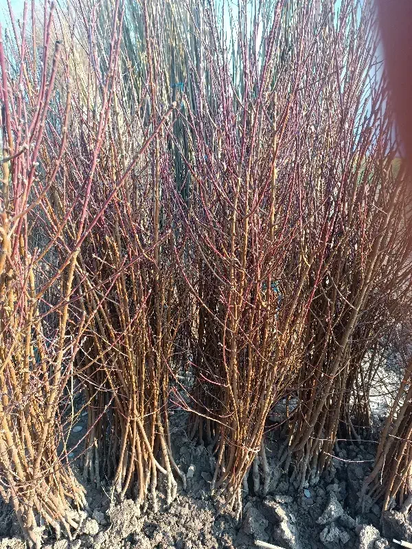 انواع هلو شلیل زودرس|گل و گیاه طبیعی|قائمشهر, |دیوار