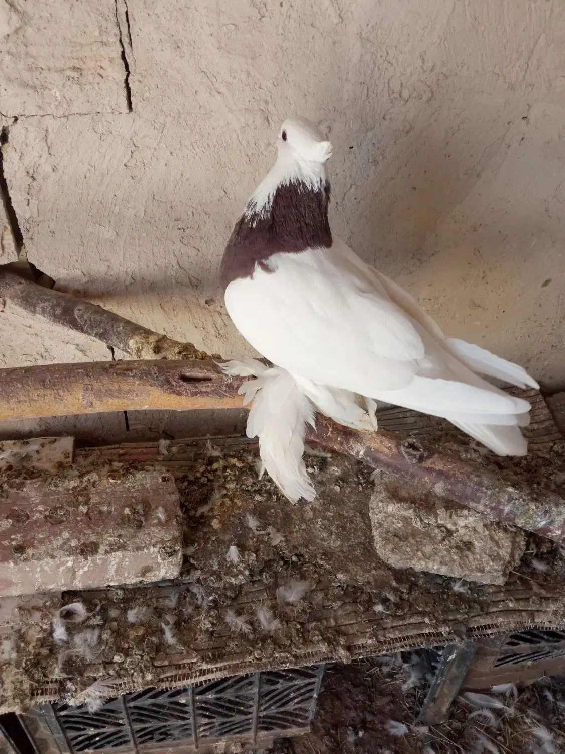 طوقی|پرنده|کشکسرای, |دیوار