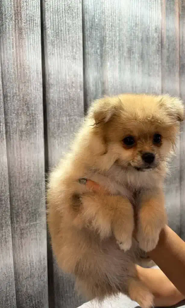 پامر سه ماهه ماده|سگ|سهند, |دیوار