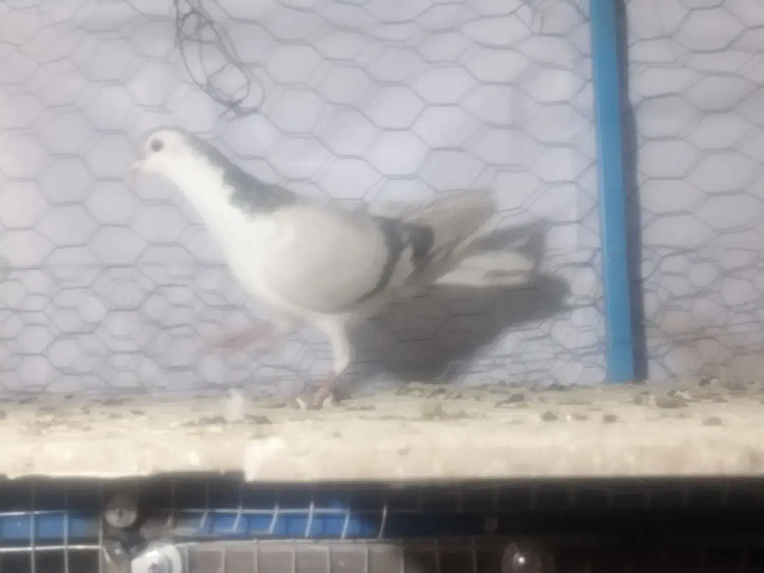 دوتا کر ماده|پرنده|خمینی‌شهر, |دیوار