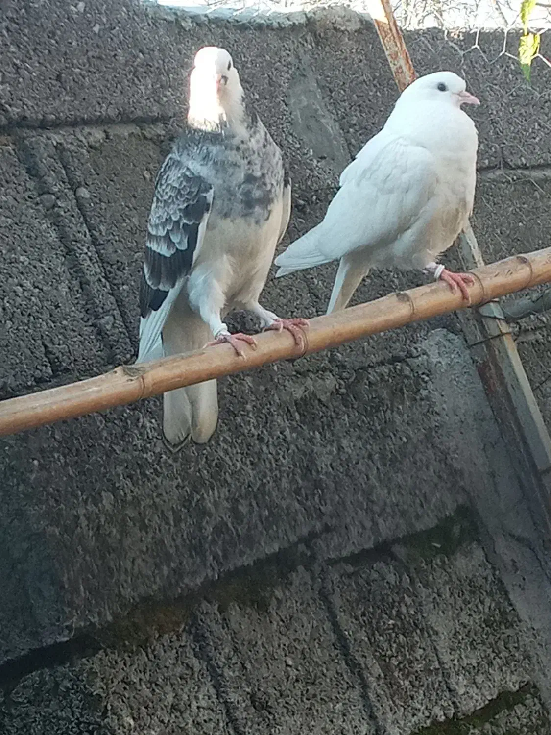 کبوتر گمشده|حیوانات|لشت نشا, |دیوار