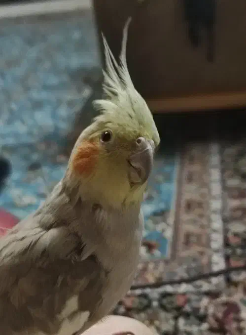 عروس هلندی|پرنده|شاهین‌شهر, فردوسی|دیوار