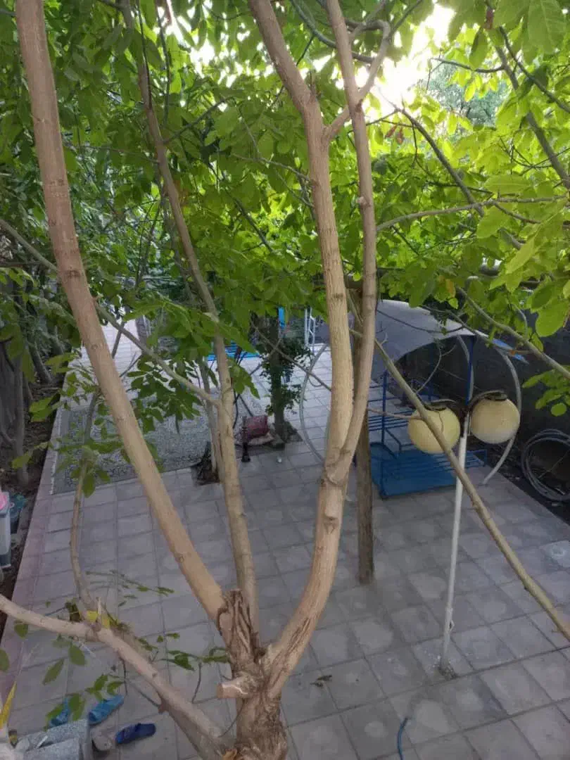 ویلا سند شش دانگ روستای وشنوه|فروش خانه و ویلا|قم, زنبیل آباد|دیوار