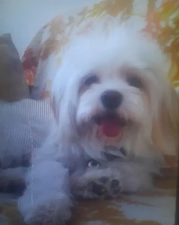 سگ گمشده|حیوانات|یزد, |دیوار