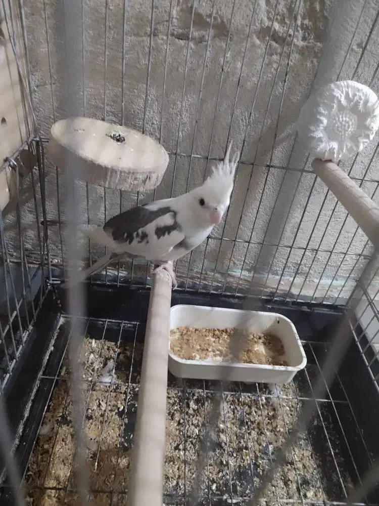 در حمیدیه|پرنده|حمیدیه, |دیوار