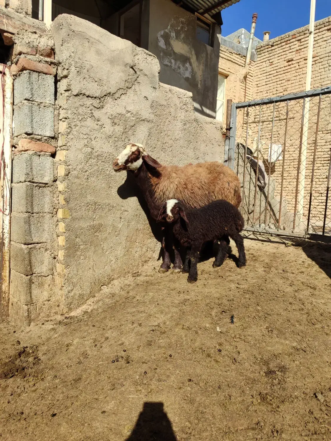 میش وبره افشاری|حیوانات مزرعه|زالیان, |دیوار