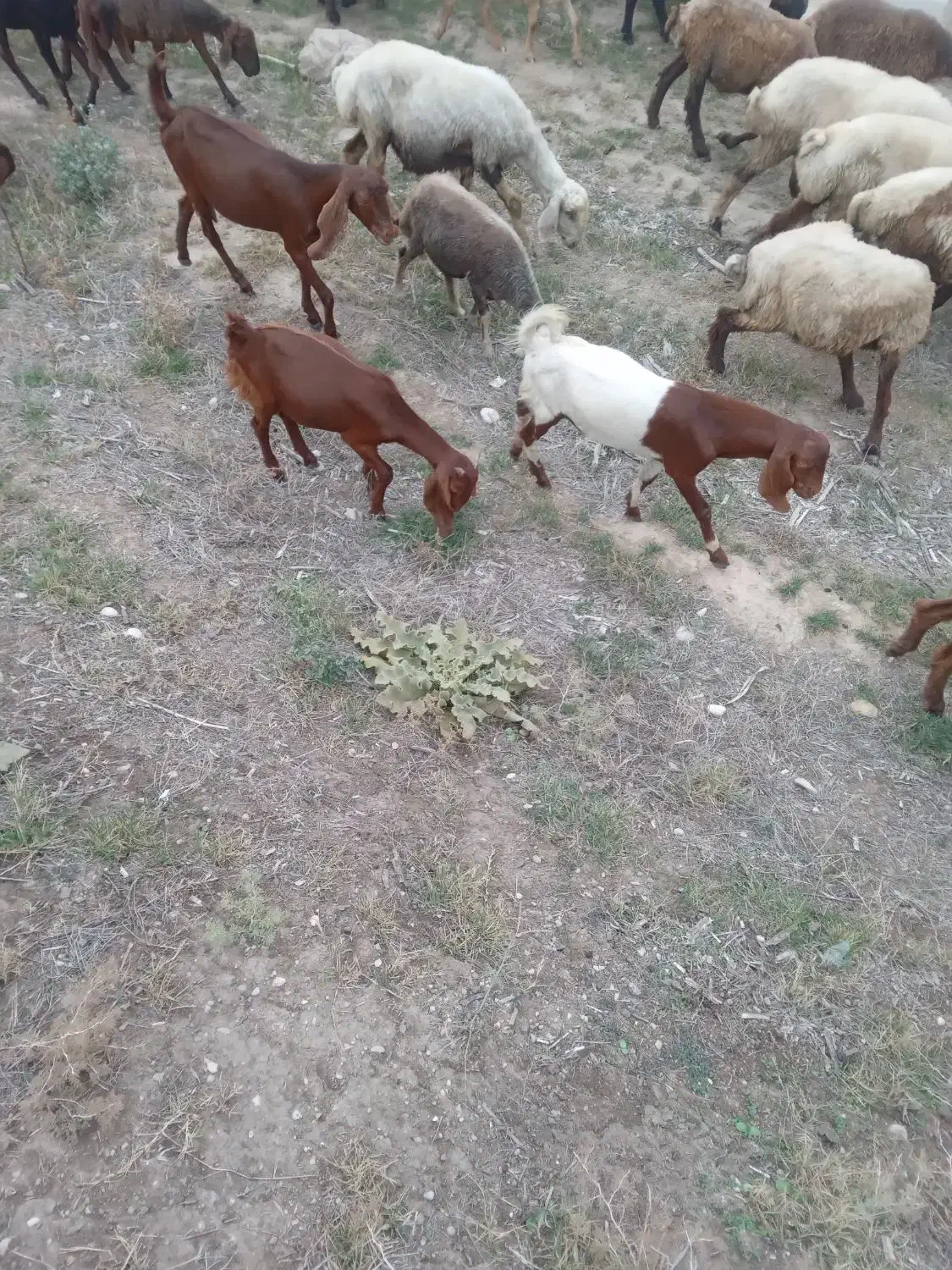 دوعدد بزغاله نر جنسی|حیوانات مزرعه|کلاله, |دیوار