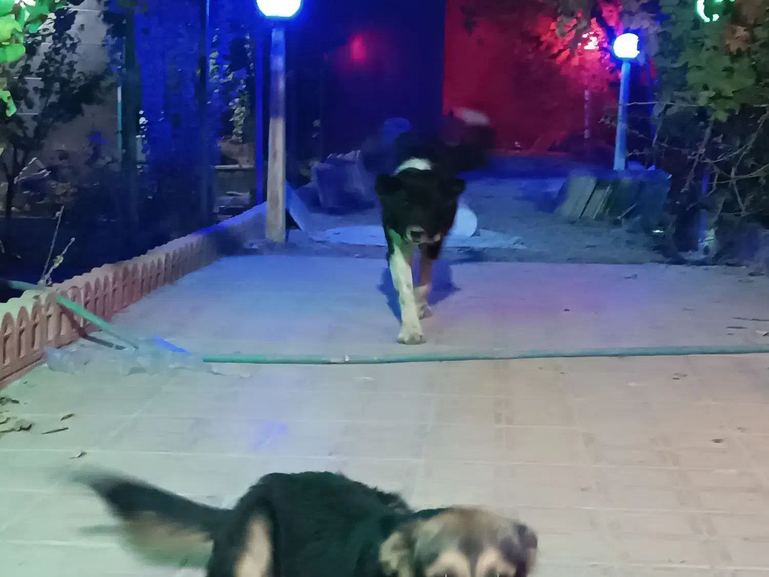 واگذاری سگ قدرجونی|سگ|ابریشم, |دیوار