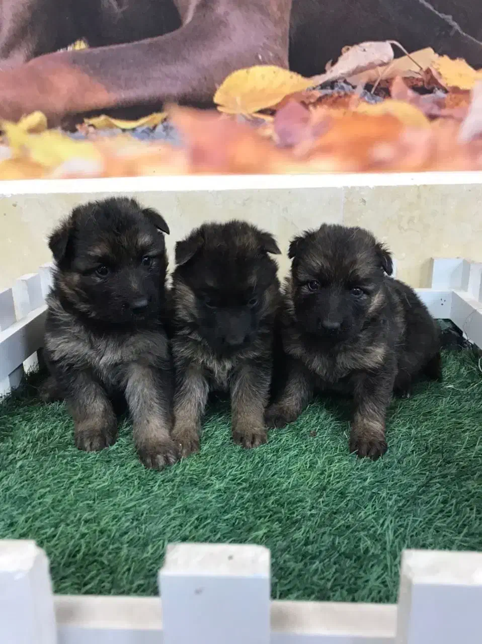 ژرمن شپرد شولاین|سگ|اردبیل, |دیوار