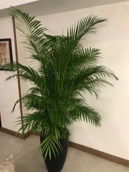 نخل لوکس اریکا ارتفاع ۲.۵۰ بسیارپرشاخه سرحال نایاب|گل و گیاه طبیعی|تهران, صادقیه|دیوار