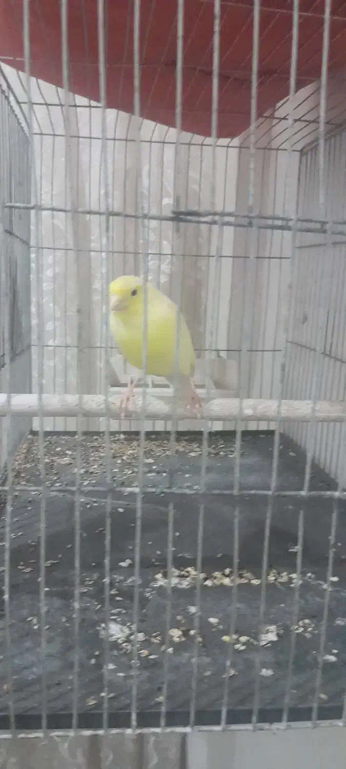 قناری جفت خورده و قناری ماده آماده|پرنده|کرج, اسلامآباد|دیوار