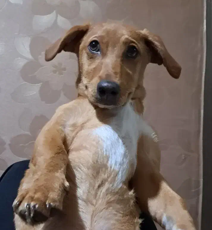 واگذاری توله سگ چارماه شیرین شناسنامه/واکسن خورده|سگ|تهران, ستارخان|دیوار