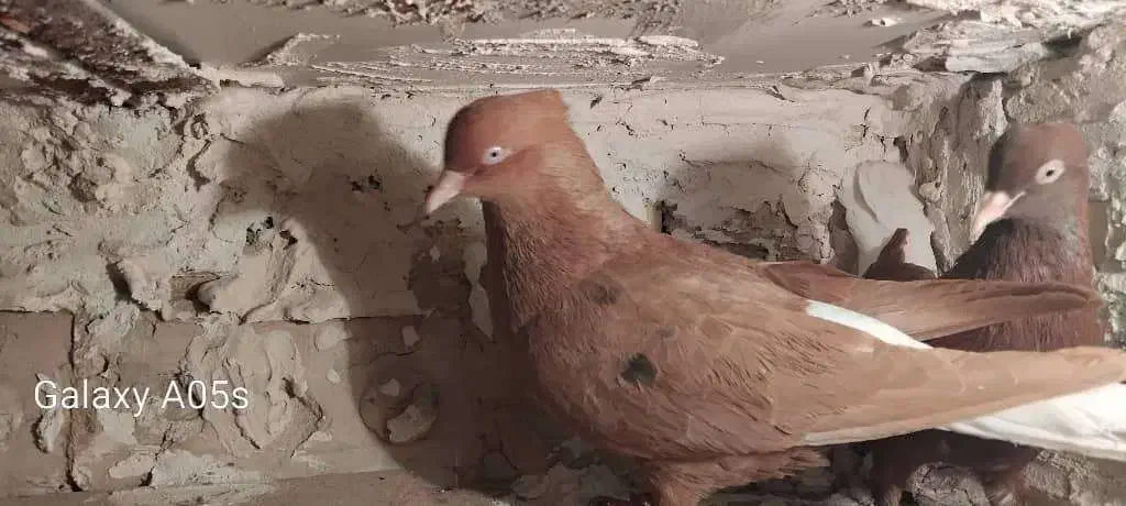 کبوتردم سفیدآس ویه سگ نگهبان|پرنده|مشهد, کوشک مهدی|دیوار