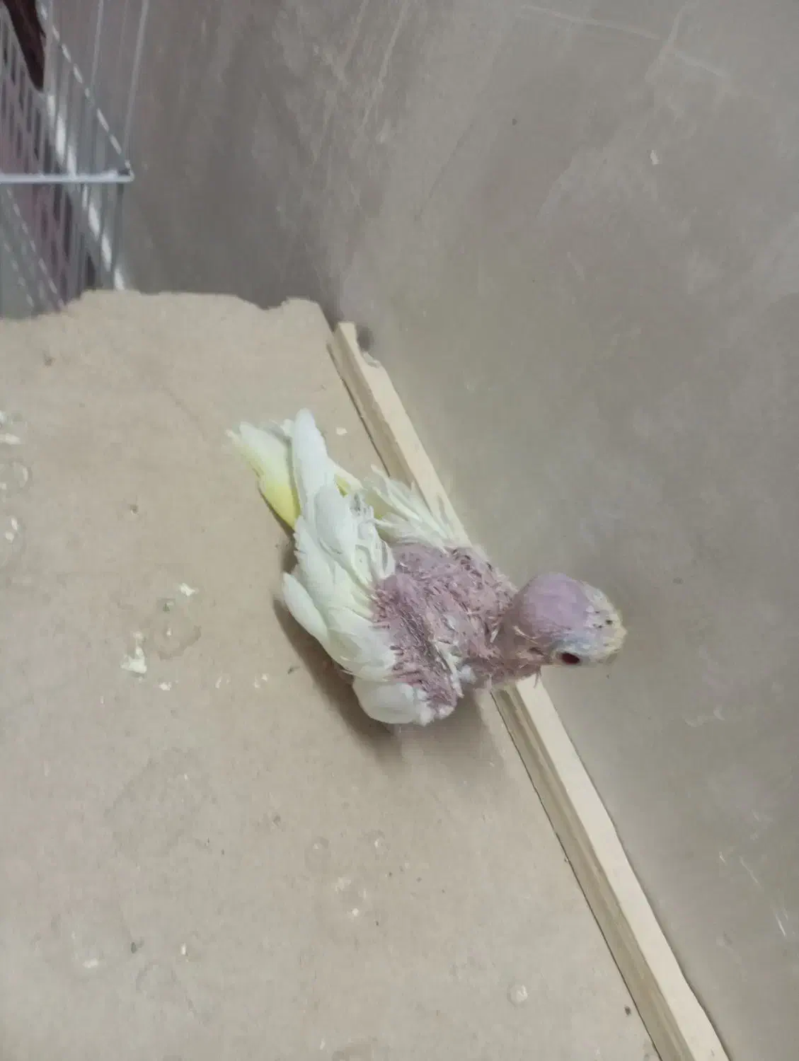 جوجه عروس لوتینو|پرنده|اهواز, کوی جانبازان(دانش)|دیوار