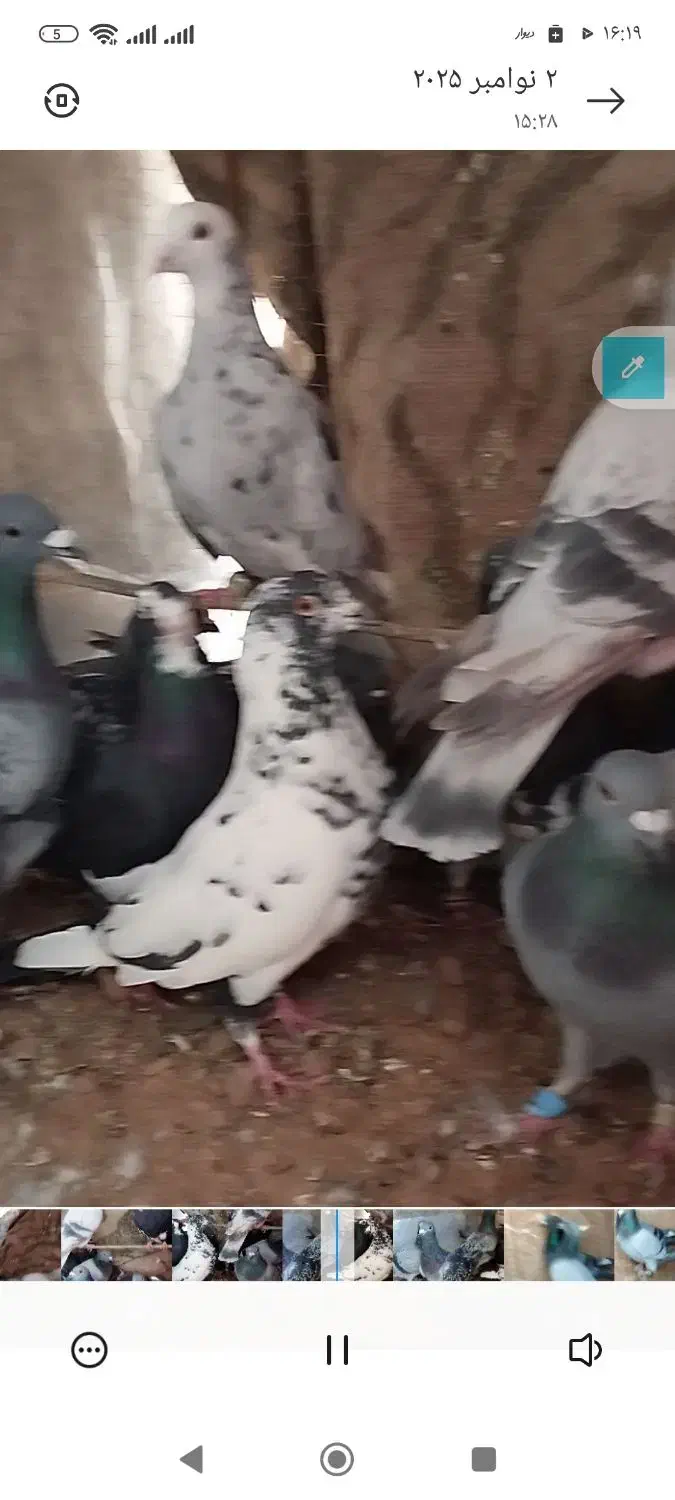 کبوتر جوانه سبز و پولک پرشی. درجه یک|پرنده|قائن, |دیوار