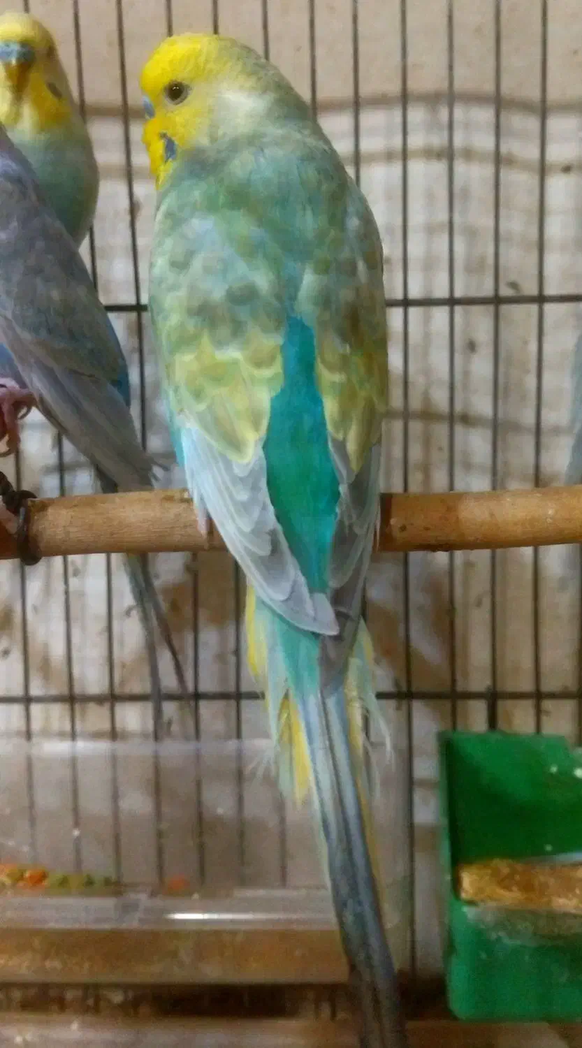 مرغ عشق رنگین کمانی|پرنده|تهران, امام حسین|دیوار