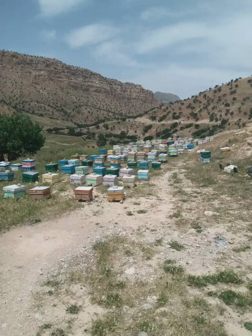 فروش عسل صدرصد طبیعی به شرط|خوردنی و آشامیدنی|پاکدشت, پاکدشت (مامازند)|دیوار