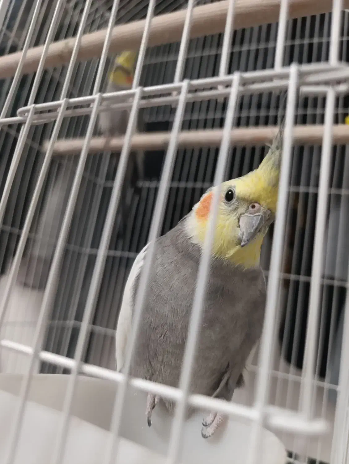 پرنده|پرنده|کاشمر, |دیوار