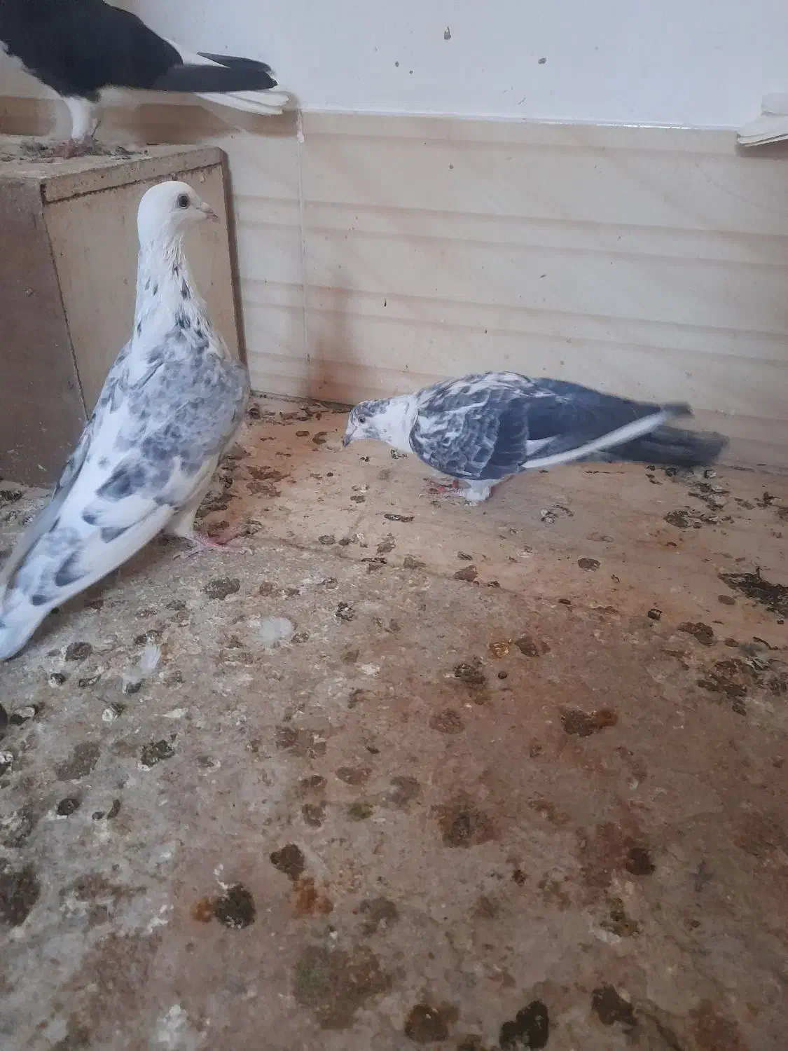 کبوتر|پرنده|خلیل آباد, |دیوار