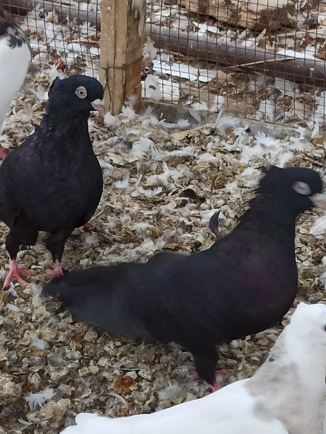 صرب|پرنده|ریز, |دیوار