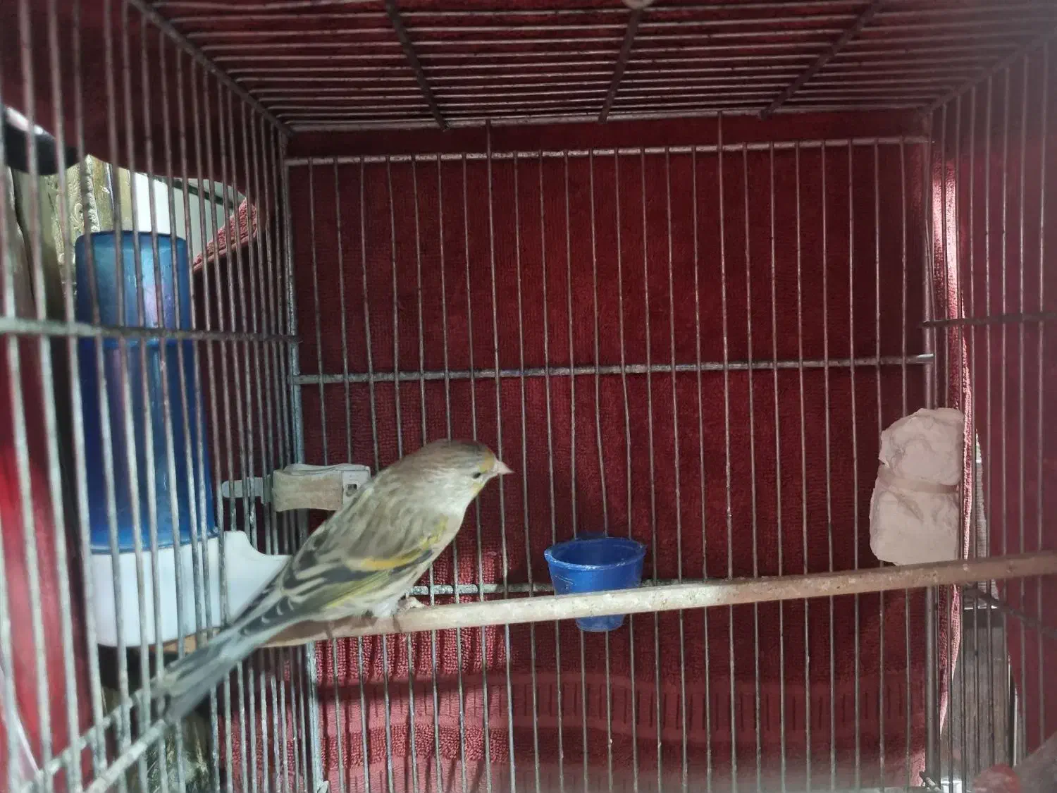 دوعدد سهره قناری|پرنده|قرچک, زیبا شهر|دیوار