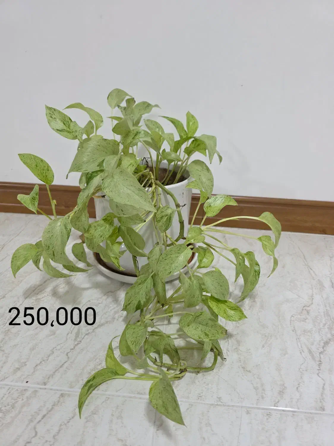 گل و گیاه طبیعی|گل و گیاه طبیعی|جم, |دیوار