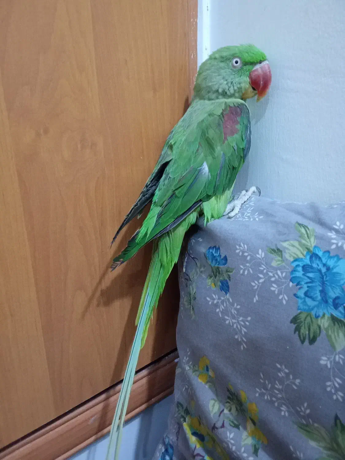 شاه طوطی|پرنده|بیرجند, |دیوار