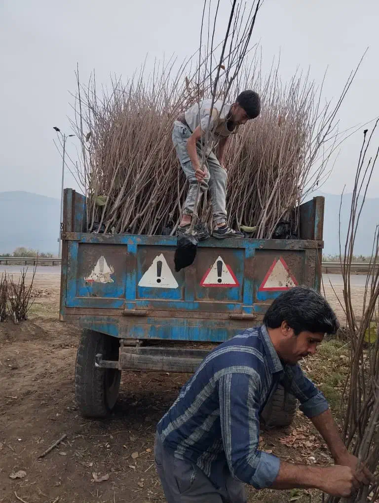 نهال های با کیفیت و لیبل دار اصلاح شده|خدمات باغبانی و درختکاری|شیراز, لاله|دیوار