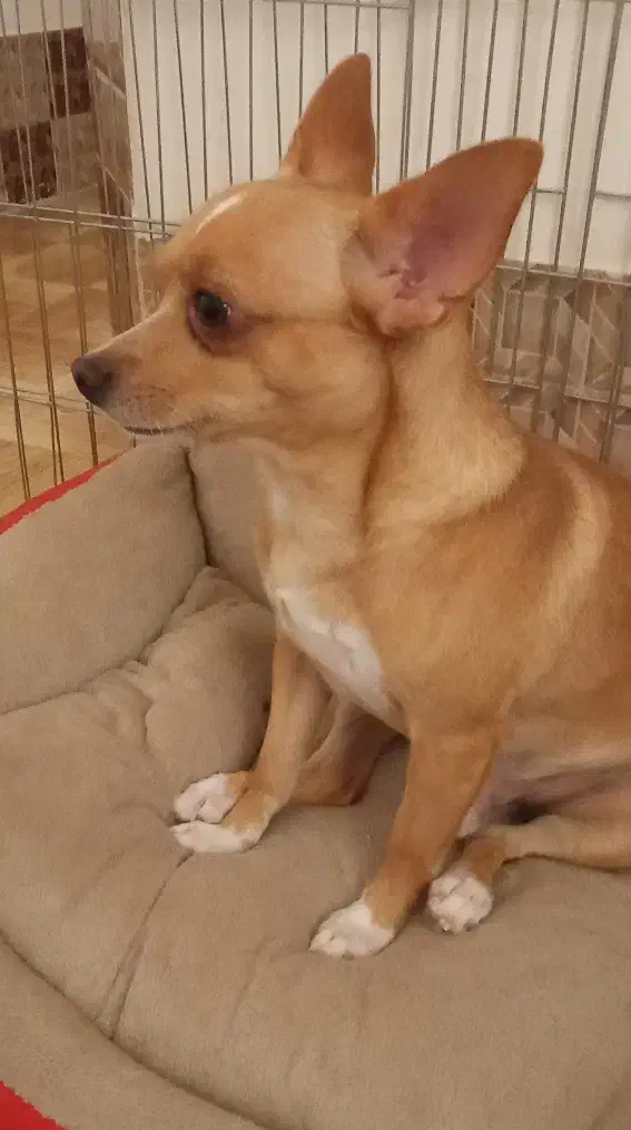 شیواوا ترلر|سگ|قم, شهرک امام حسین|دیوار