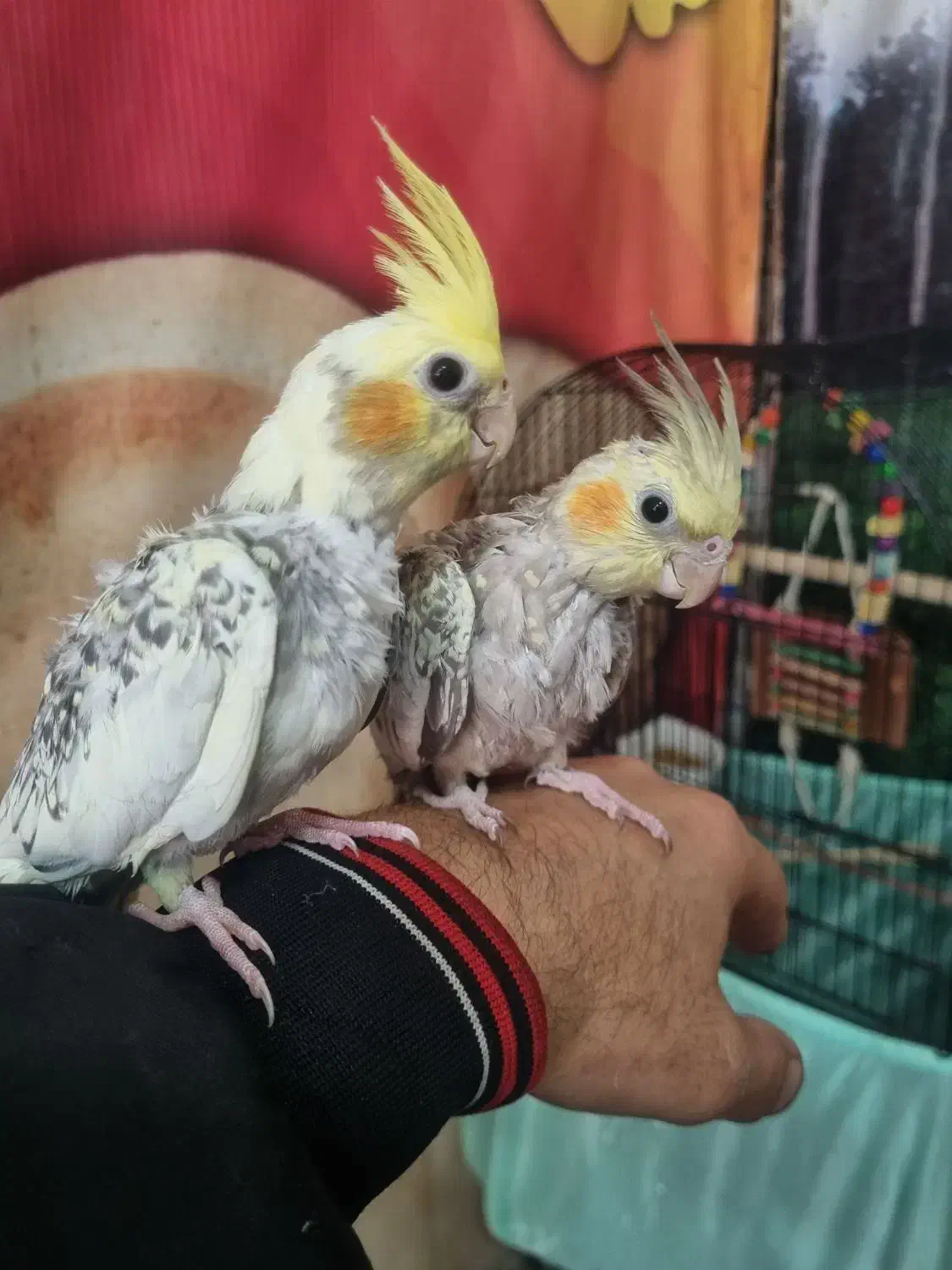 عروس هلندی دونخور فوق العاده رام ودستی|پرنده|چالوس, |دیوار