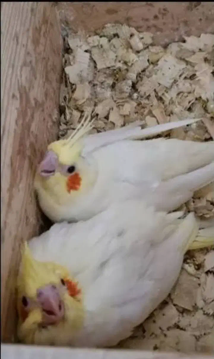 دو عدد عروس هلندی نجاد لوتی نو|پرنده|رامسر, |دیوار