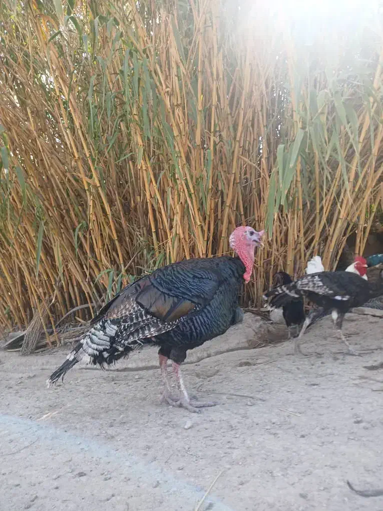 بوقلمون برنز آمریکایی|حیوانات مزرعه|ارم, |دیوار