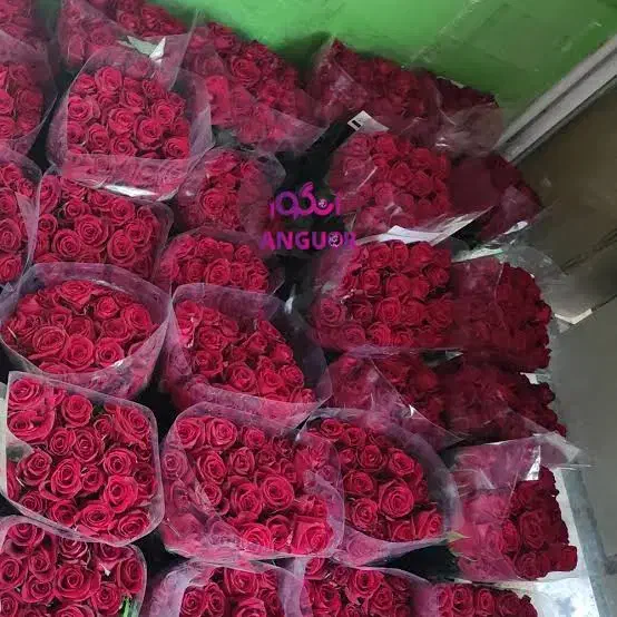 گل رز قرمز هلندی و ایرانی اقتصادی تعداد|گل و گیاه طبیعی|ری, کارخانه سیمان|دیوار