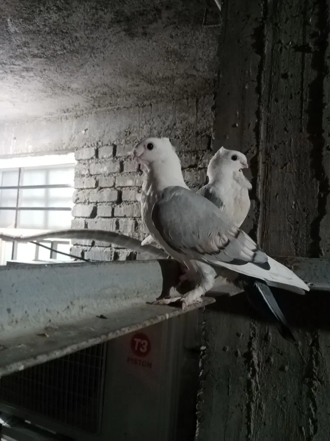 پرنده|پرنده|آبدانان, |دیوار