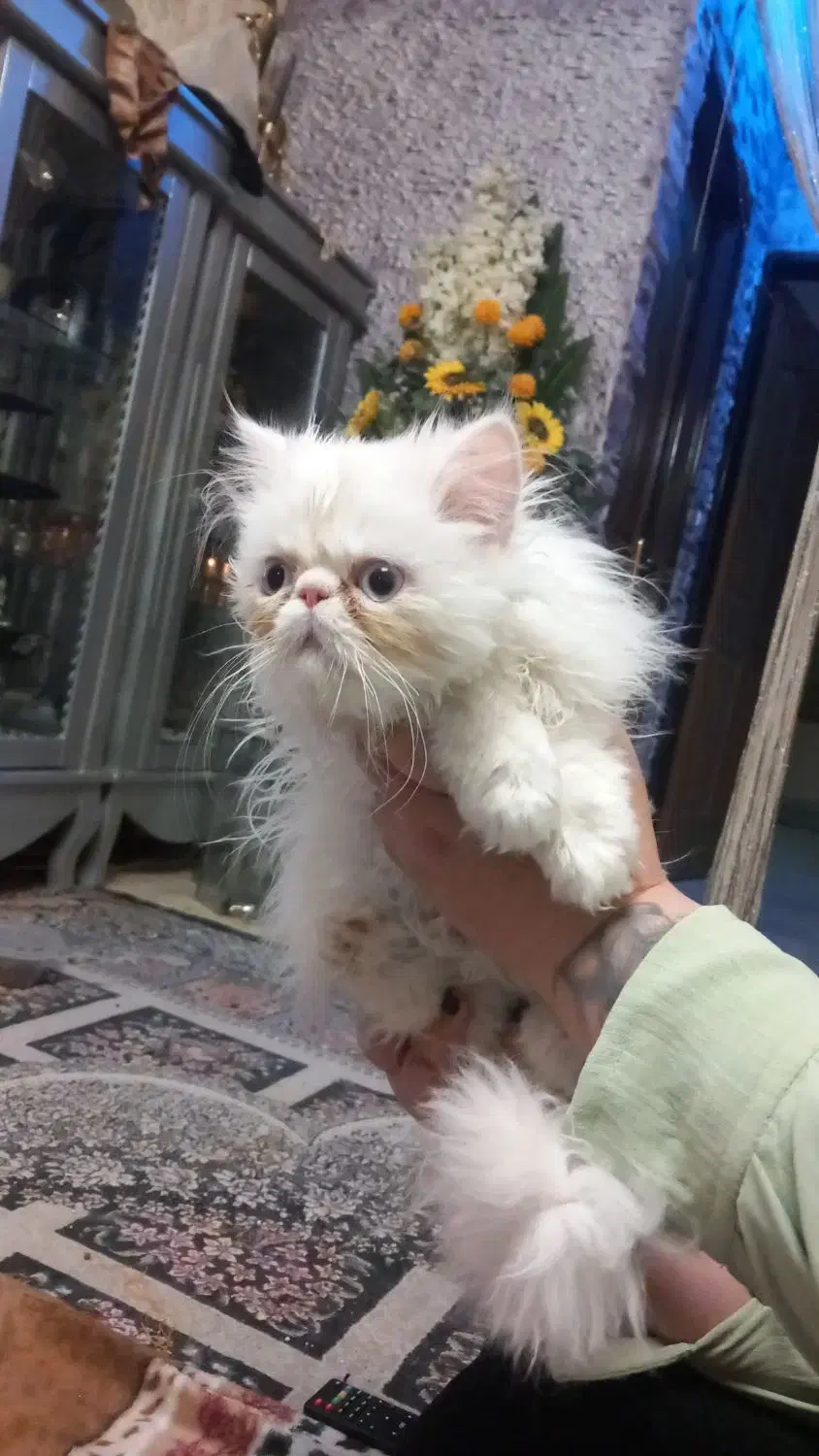 کلاسیک، فلت|گربه|بیرجند, |دیوار