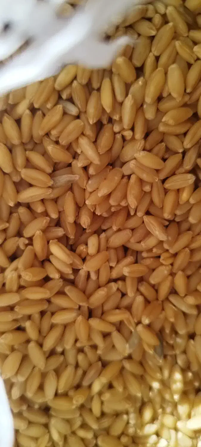 بذر گندم|عمدهفروشی|ارشق, |دیوار