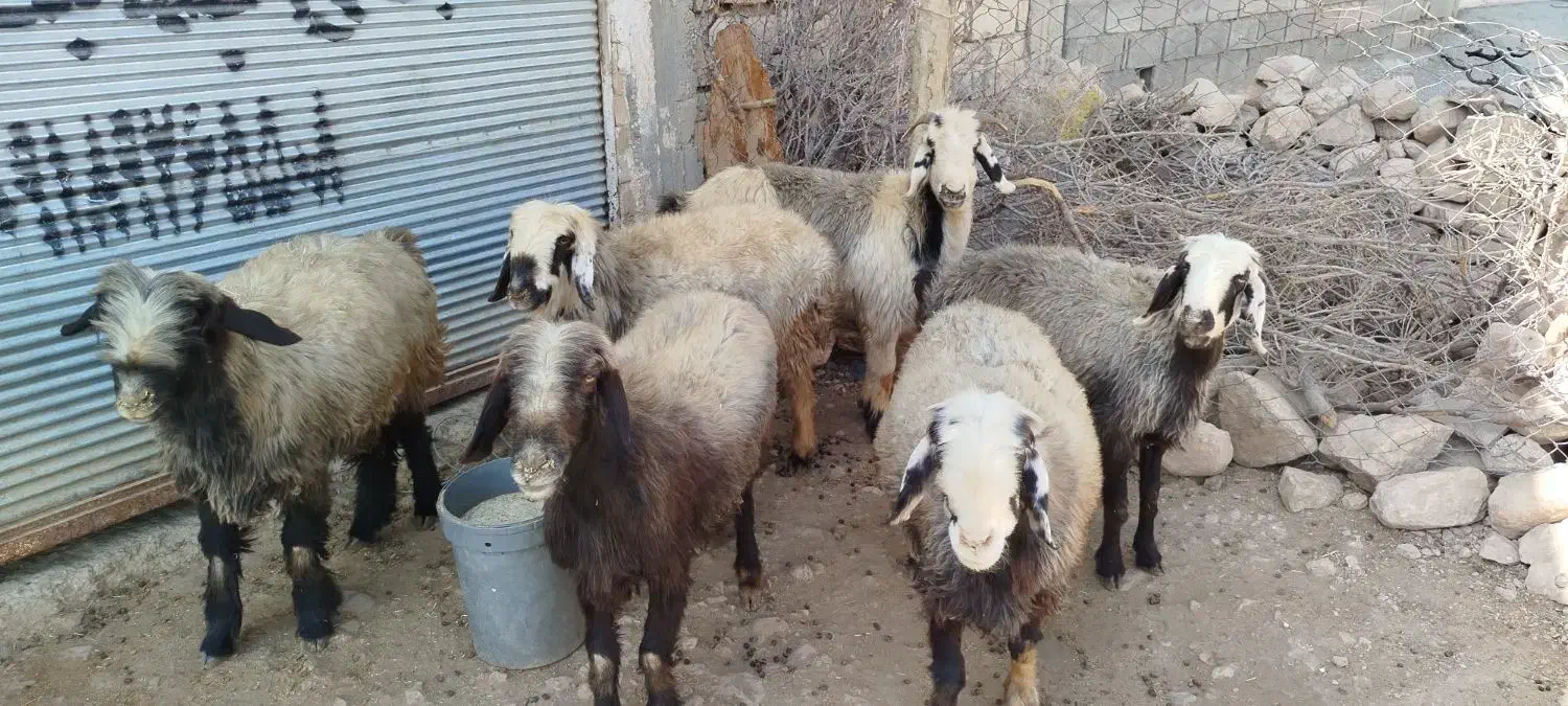 گوسفند داشتی|حیوانات مزرعه|زاگرس, |دیوار