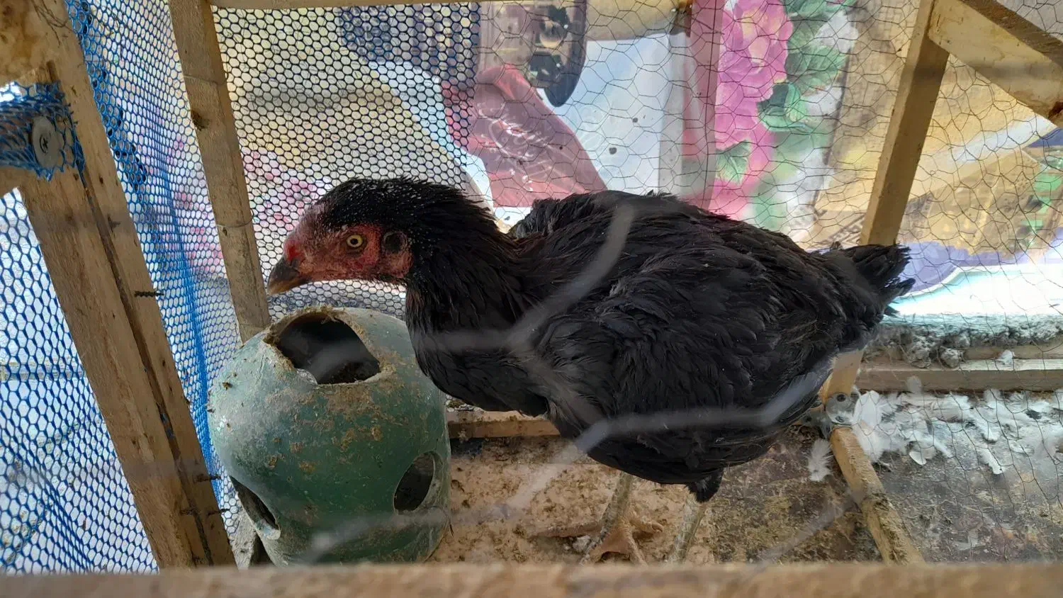 مرغ لاری اصیل|پرنده|بروجرد, |دیوار