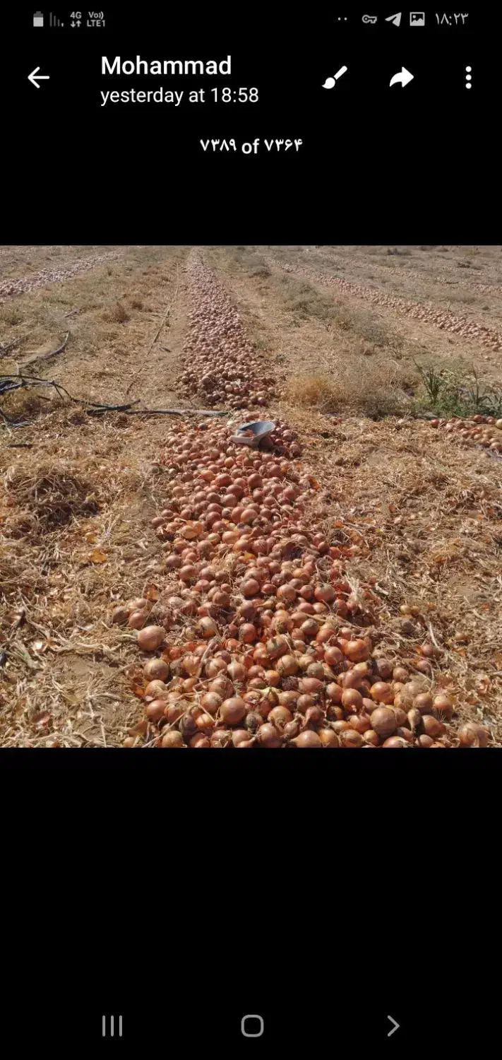 پیاز|خوردنی و آشامیدنی|بناب, |دیوار