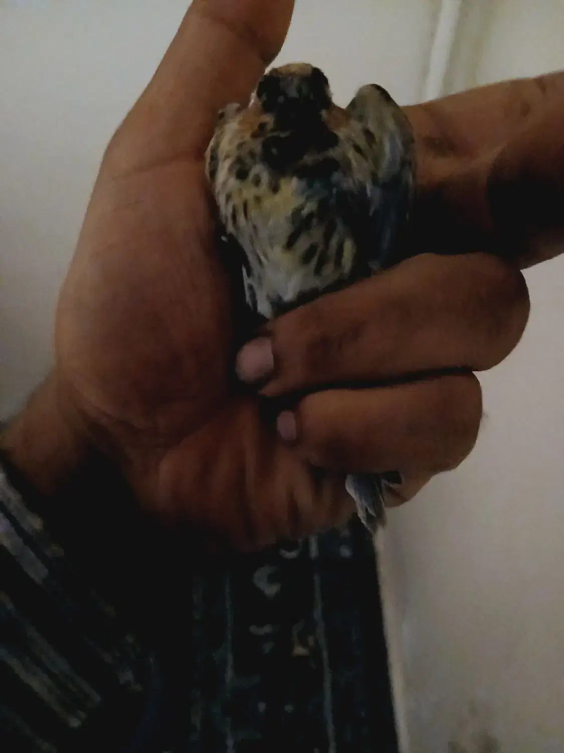 سهره گلبسر نره بخون|پرنده|شاهین‌شهر, عطار|دیوار