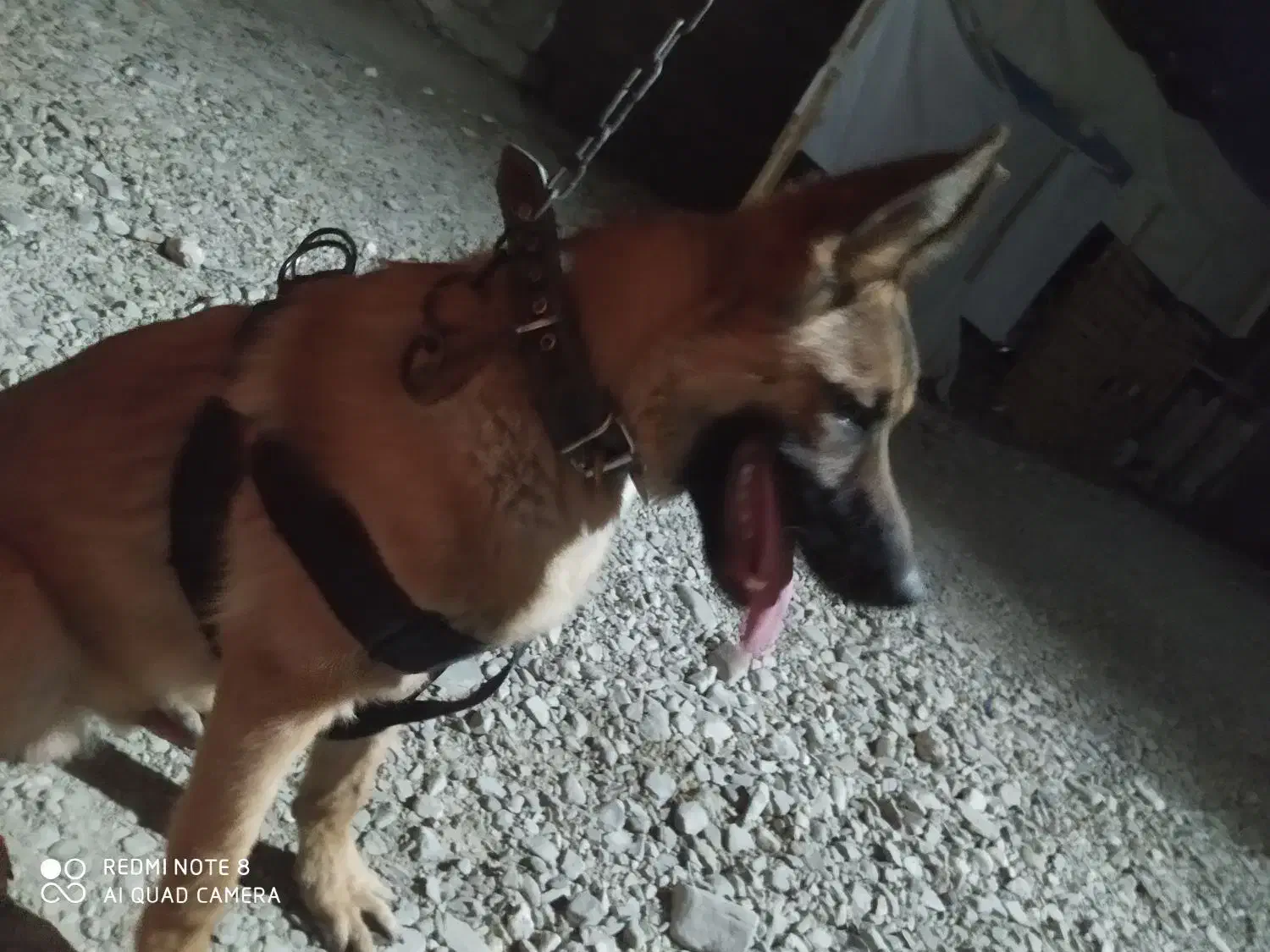 سگ ژرمن شپرد مالینیوز|سگ|سراوان, |دیوار