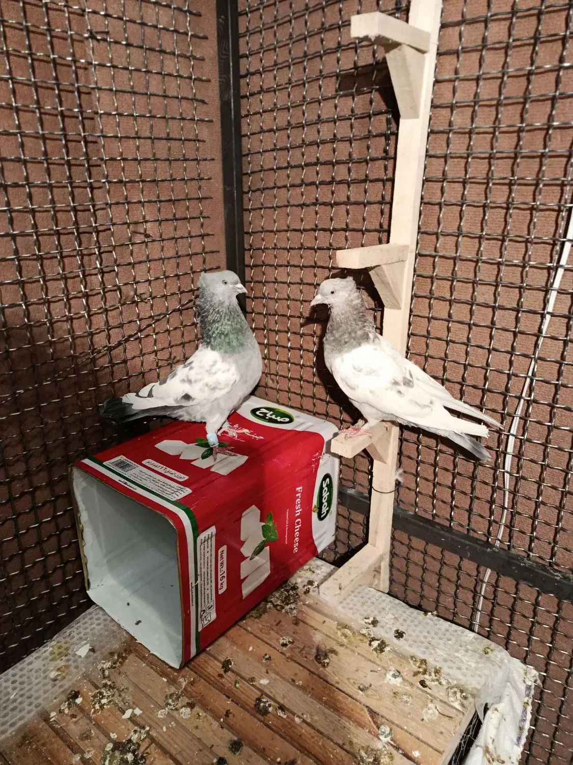 کفتر بزک سینه سوسنی جفتی|پرنده|شیراز, شیخ علی چوپان|دیوار