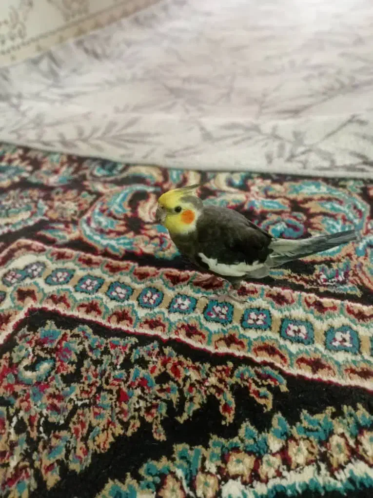 پرنده عروس هلندی  ومیخوام وسالم تمیز|پرنده|کارون, |دیوار