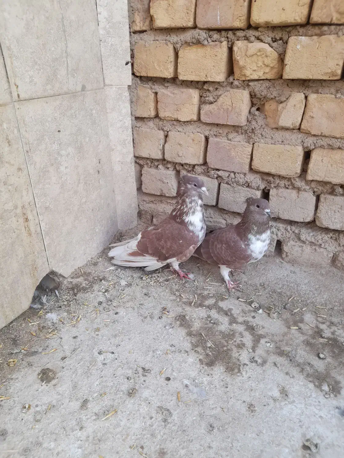 کبوتردمگیرگلین.. سیاپشت|پرنده|حبیب آباد, |دیوار