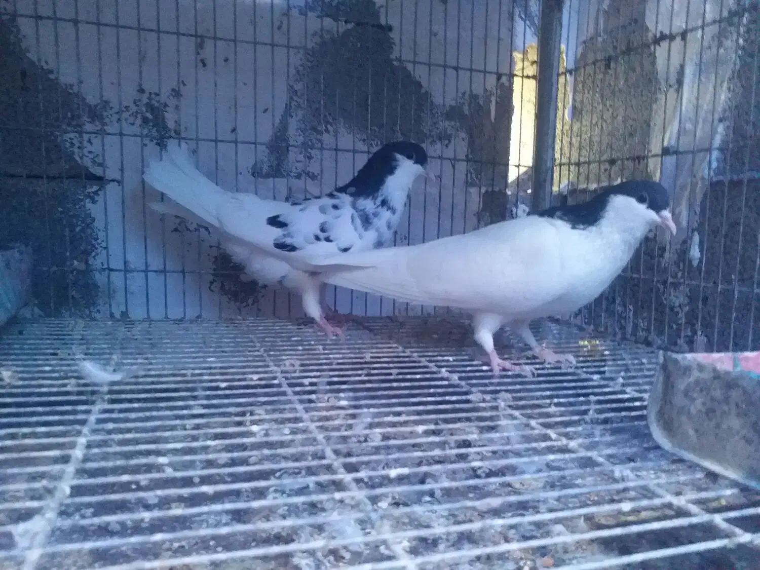 جفت یال شهری میمند|پرنده|میمند, |دیوار